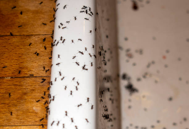 Reliable San Diego Country Estates, CA Pest Control Solutions